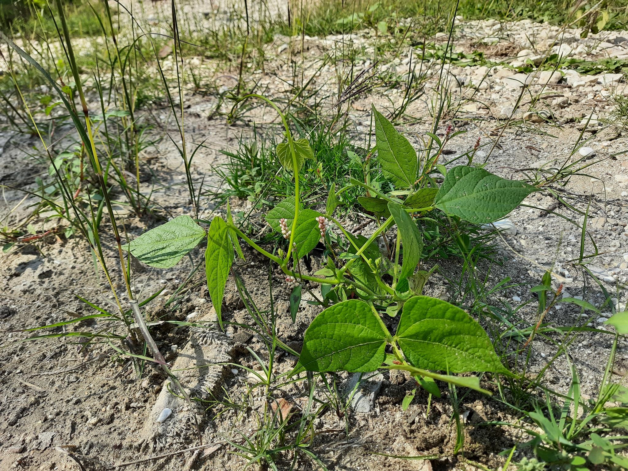 Phaseolus vulgaris